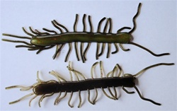 3" Centipede